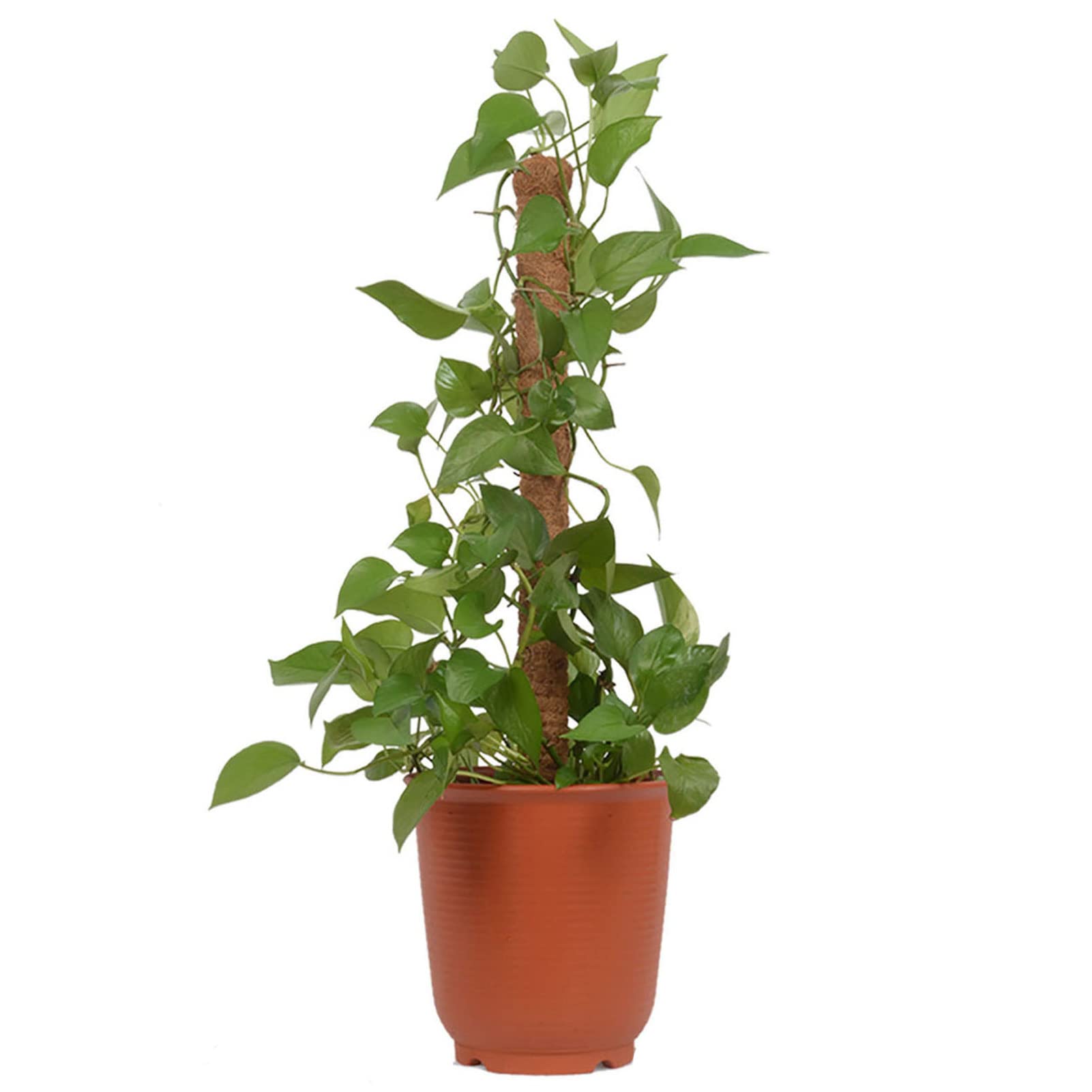 Amazon.co.jp: 園芸支柱 ット つる性植物 サポート 観葉植物支柱 つる